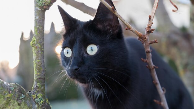 写真 人類の良い仲間である猫