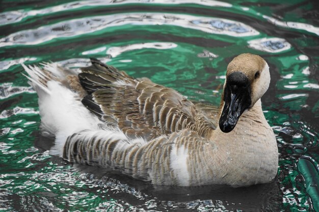 写真 ガチョウと水滴