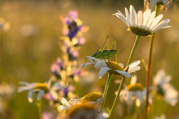 写真 デイジーの花の上のバッタ