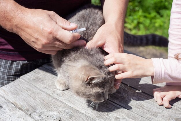 写真 ノミとダニを点滴で治療する灰色の猫