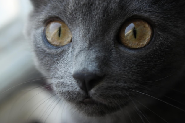 사진 녹색 눈과 검은 코를 가진 회색 고양이.