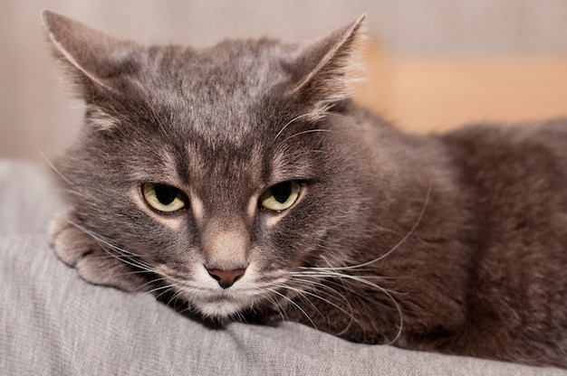 緑の目を持つ灰色のぶち猫がソファに横たわって見下ろしている