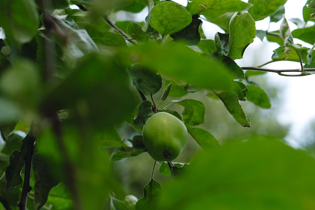 写真 木の上の青リンゴ