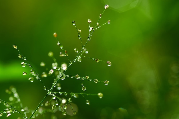 Фото Зеленый фон с каплями воды на траве
