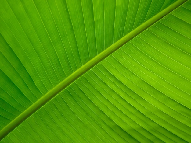 写真 背景に適した緑のバナナの葉