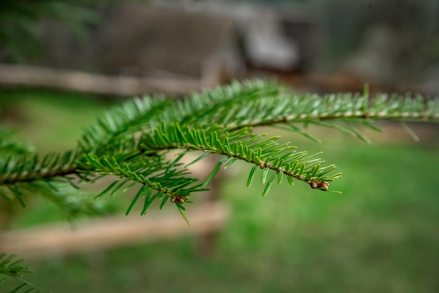 写真 露の滴とトウヒのクリスマスツリーの緑の枝