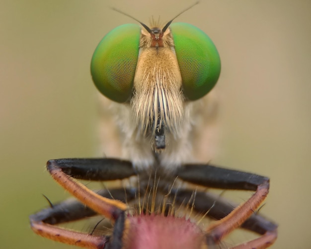 写真 ピンクの背景に緑色の目をした緑色のハエが座っています。