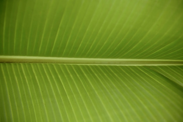 写真 緑の新鮮なバナナの葉をクローズアップ