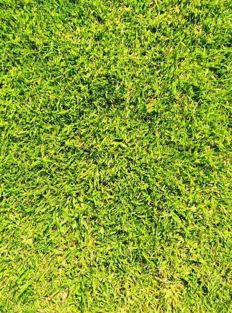 写真 「草」という言葉が書かれた緑の芝生のフィールド