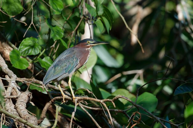 写真 屋根裏の緑のヘロン