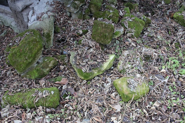 写真 地上にある緑の葉