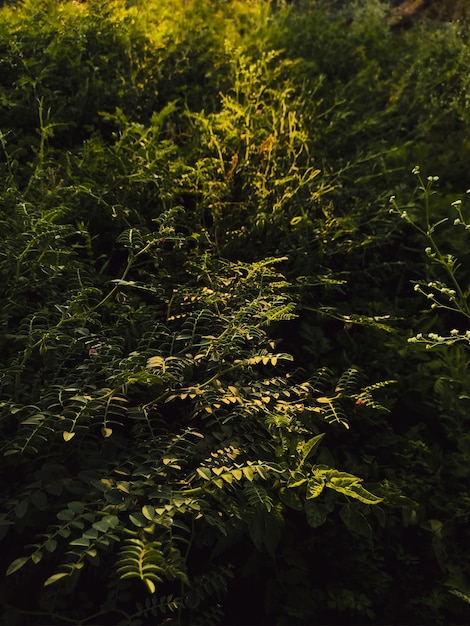 写真 緑の葉が多い植物が日光の下にある