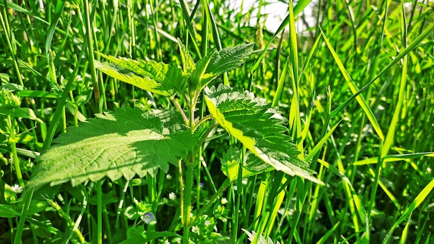 사진 초록색 잎이 있는 초록색 식물과 오른쪽에 있는 식물의 그림