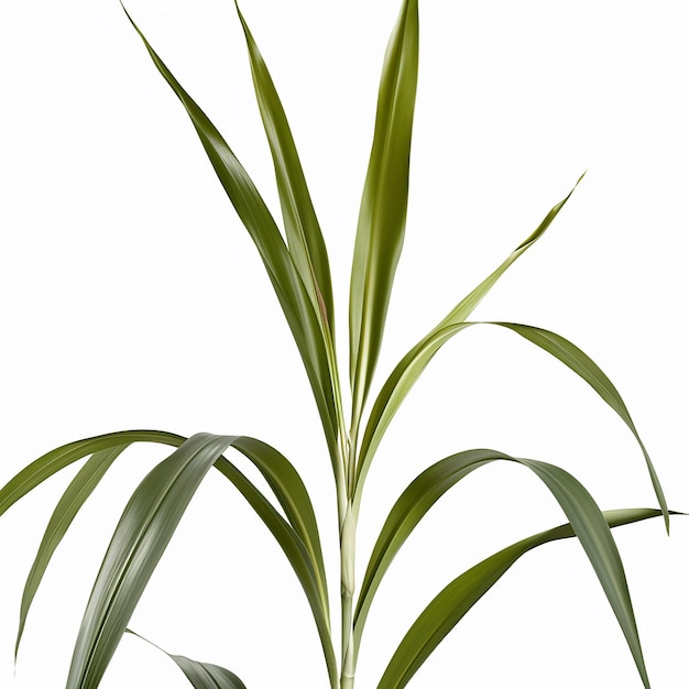 Фото Зеленое растение с листьями, на которых написано «о» белым