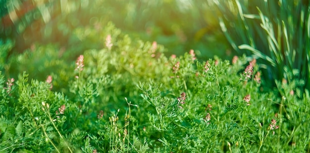 写真 選択的に焦点を当てた春の背景に小さな花を持つ緑の植物