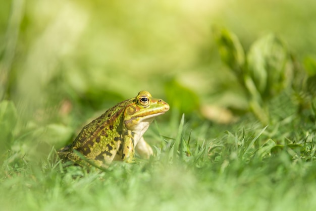 写真 草の中の緑の池のカエル