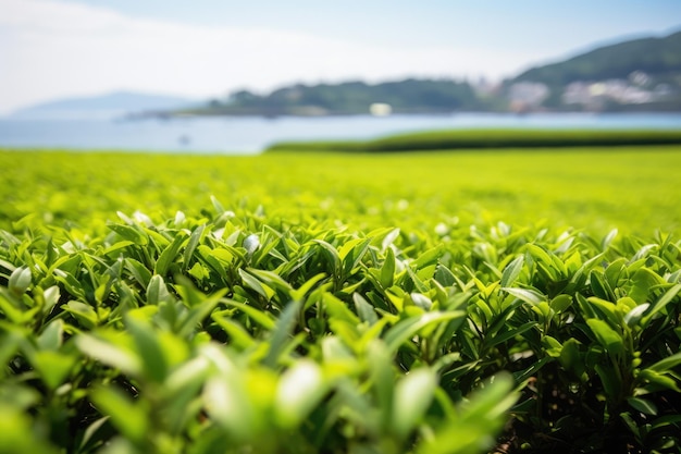 写真 緑茶の田園 - 韓国のジェジュ島