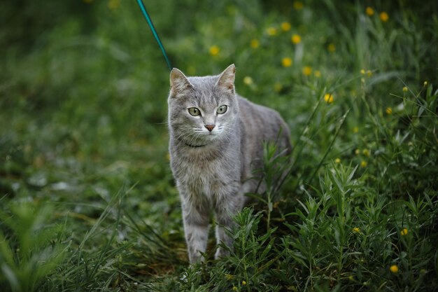 Фото Серая кошка в зеленой траве