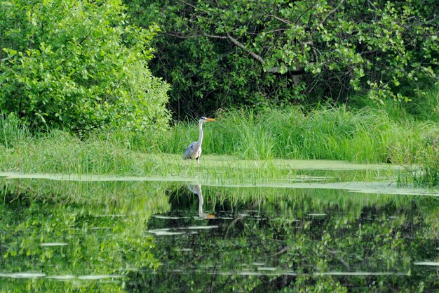 사진 회색 heron ardea cinerea가 숲 호수 은행의 울창한 풀에서 내다보고 있습니다.