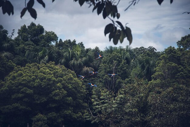 写真 森の上を飛ぶ鳥グアカマヤの群れ