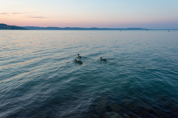 写真 ハンガリーの夕方にバラトン湖で泳ぐアヒル群