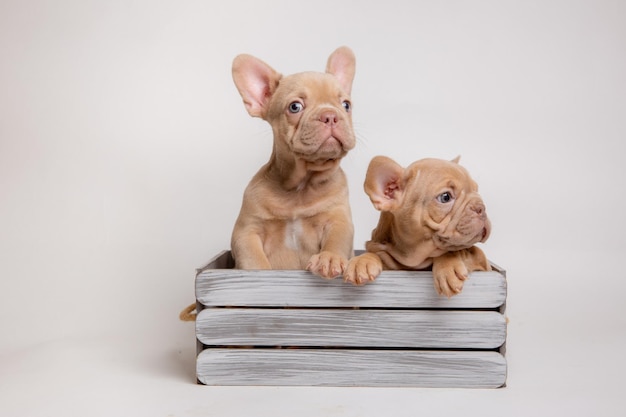 写真 フランスのブルドッグの子犬のグループが白い背景のバスケットに座っています