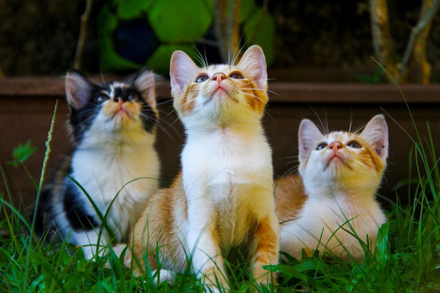 写真 家の前庭の緑の芝生で猫の群れが遊んでいます