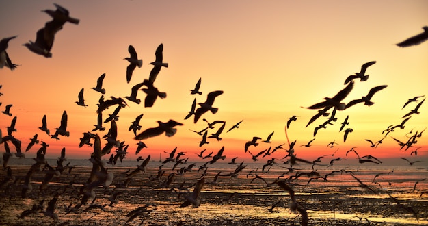 Фото Группа чаек летающих в красочном небе моря перед закатом
