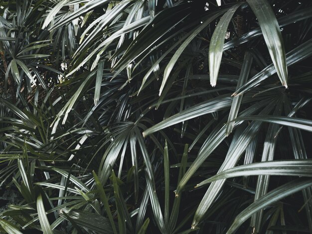 Фото Группа тропических растений со словом пальма на них