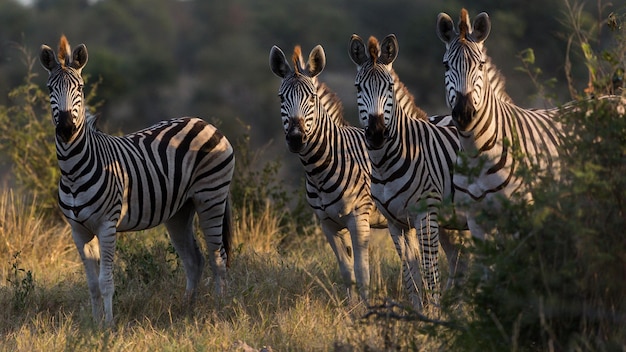 Фото Группа зебр стоит в поле с одним, глядящим на камеру.