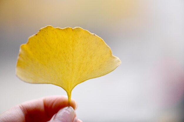 写真 手はカエデという言葉が書かれた葉を持っています。