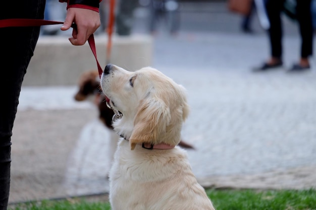 写真 小さな白い犬のリードを握っている手