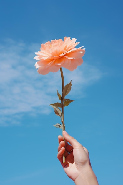 写真 空の背景に孤立した花を握る手