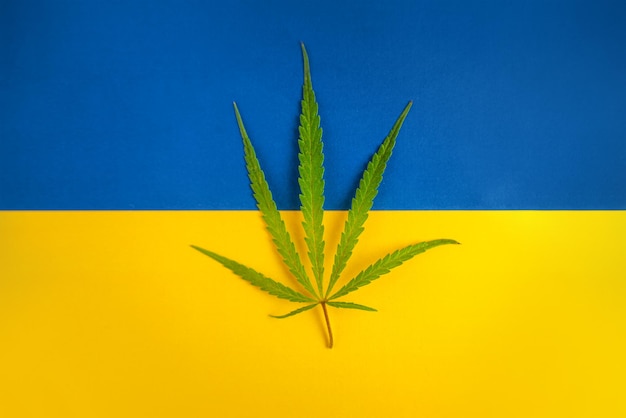 写真 ウクライナの国旗の背景に麻の葉 ウクライナの国におけるマリファナの栽培と使用に関する合法化と法律の変更の概念