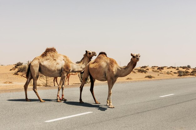 写真 アラブ・エミレーツのドゥバイの道路を横断する家畜の1頭のアラブラクダの群れ