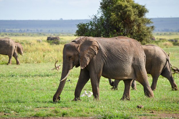 사진 아프리카 사바나 암보셀리 국립공원의 코끼리 떼