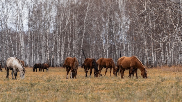 Фото Стадо лошадей пасется на большом поле. осенний выпас лошадей на фоне березового леса