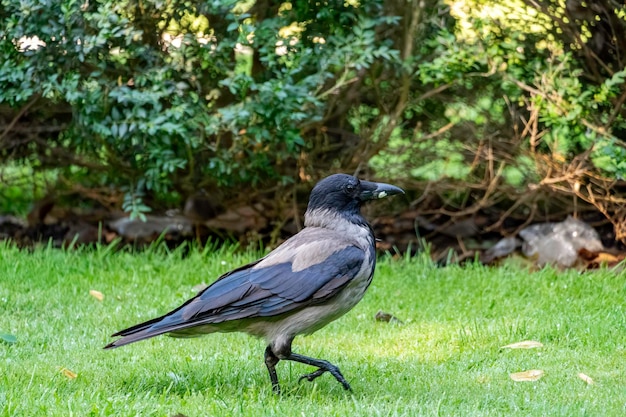 写真 春の終わりに公共の公園を歩くフードカラスはコルブス・コーニックス