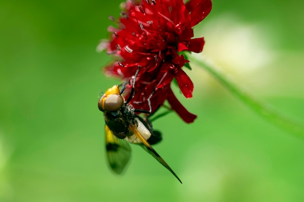 写真 赤い花の蜜を吸うスズメバチ