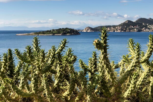 写真 冬の晴れた日には、海と山を背景にとげのある巨大なサボテンが育ちます