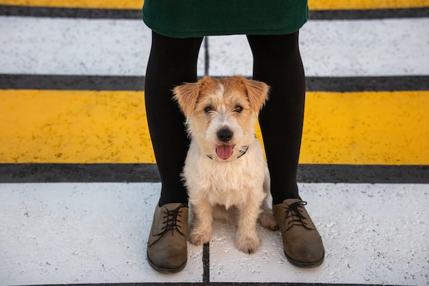ジャックラッセルテリアの子犬が横断歩道の女の子の足元に座っています。