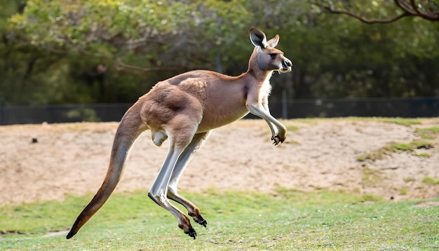 写真 カンガルーが空中でジャンプする