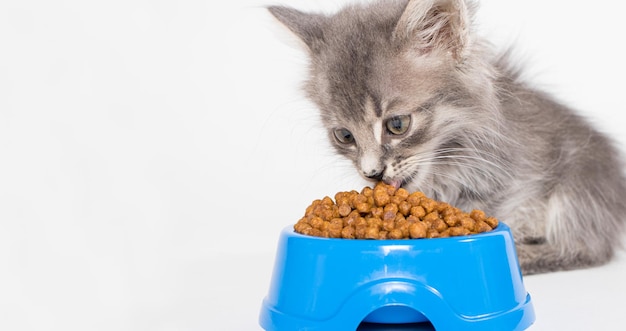 写真 子猫は白い背景の青いプレートから乾物を食べるペットショップの場合猫はテキストの場所を食べる