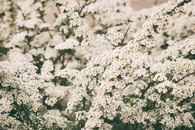 写真 春の灌木で細い白い花がいています
