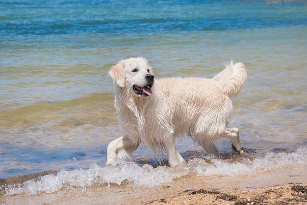 ラブラドールは海で泳ぎます。犬は水で遊んでいます。濡れた毛皮