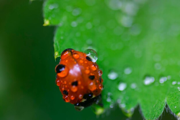 写真 朝露のテントウムシ