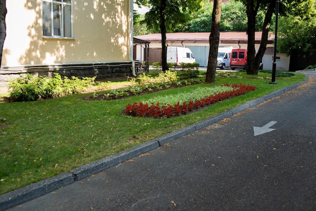 写真 太陽の下の大きな花の床