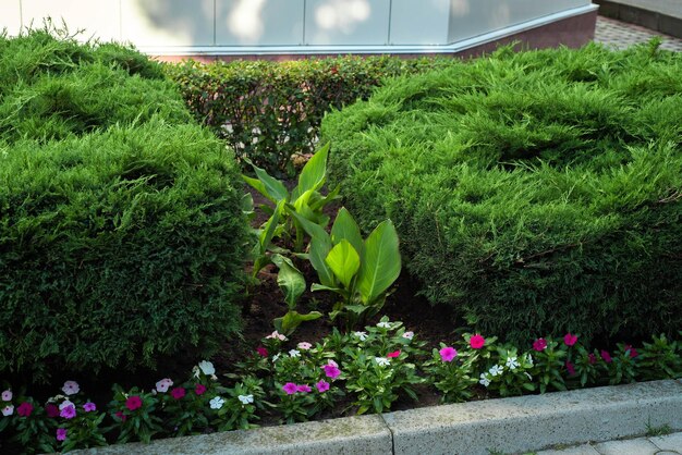 写真 太陽の下の大きな花の床