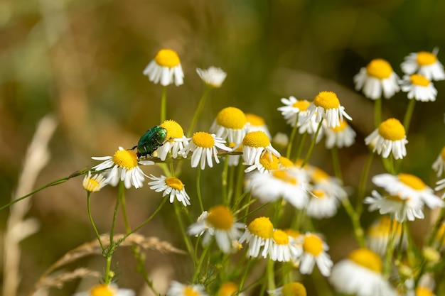 Фото Большой зеленый блестящий жук сидит на цветке маргаритки