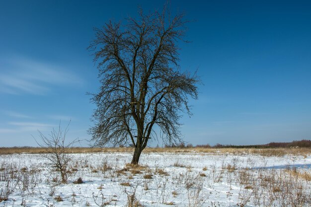 写真 冬の草原の地平線と空の大きな葉のない木